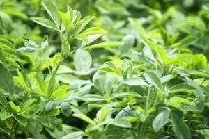 فواید و خواص یونجه