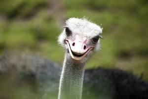 حمله شترمرغ به نگهبان