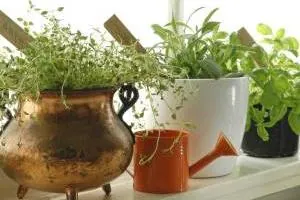 پرورش سبزیجات در خانه