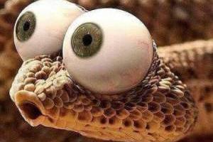 خوردن مار توسط مار