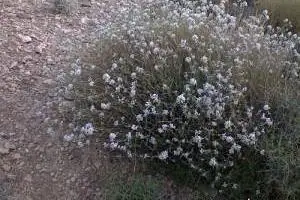 پینه کوهی