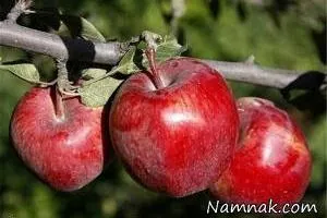 رسیده بودن سیب
