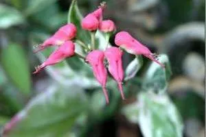 گیاهان شیطانی کشنده