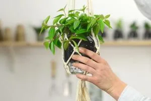 گیاهان آویزی