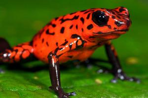 قورباغه های سمی