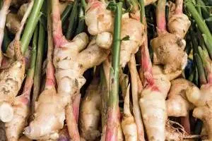 پرورش زنجبیل