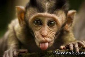 حقایق جالب میمون ها