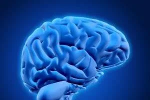 بزرگترین مغز