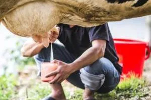 تولید کنندگان شیر