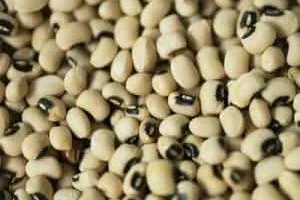 خواص لوبیا چشم بلبلی