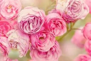دزدی عروس خانم