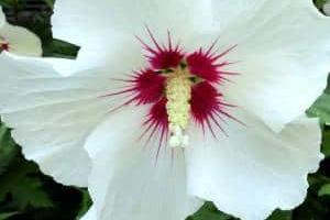 خواص گل ختمی