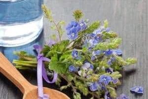 خواص عرق کاسنی