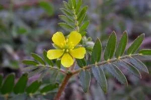 خواص خارخاسک