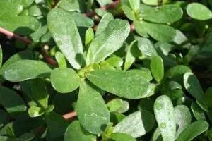 خواص گیاه خرفه