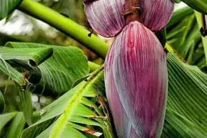 خواص گل درخت موز