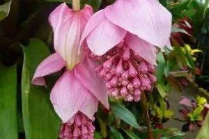 گل خوشه آویز