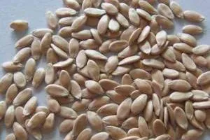 خواص تخم خیار