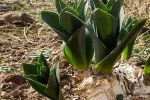 پیاز عنصل