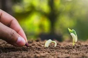 ضدعفونی کردن بذر