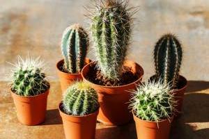 نگهداری کاکتوس