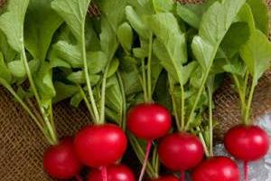 خواص برگ تربچه