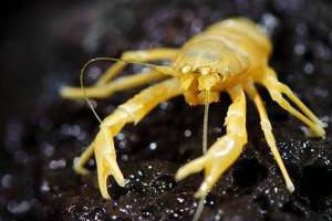 حیوان بدون چشم