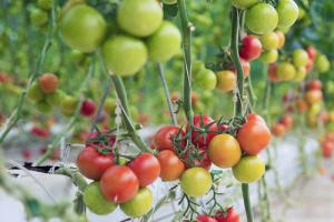 پرورش گوجه فرنگی در خانه