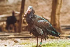 حیوانات وحشتناک