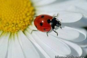 جمعیت حشرات