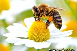 زنبور عسل