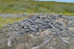 خودکشی کردن کاکتوس