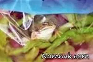 قورباغه