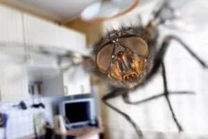 ساخت تله حشرات خانگی