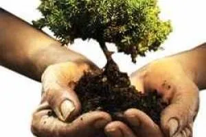کاریکاتور روز درختکاری
