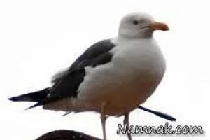 بلعیدن موش