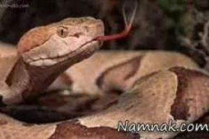مار چهار دست و پا