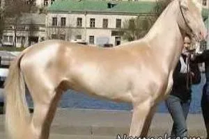 گرانترین اسب دنیا