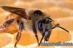 کوله پشتی زنبورهای عسل