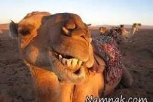 جفتک شتر