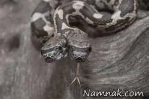 مار دو سر
