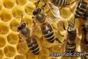 زنبور