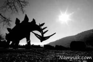 دایناسور