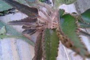 گیاه اشک تمساح