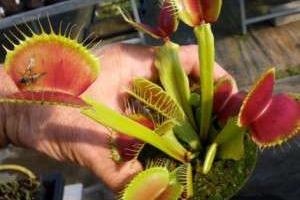 ونوس حشره خوار