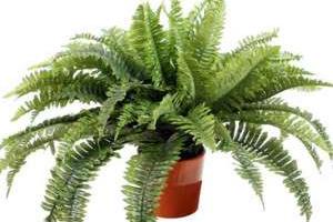 گل های خانگی