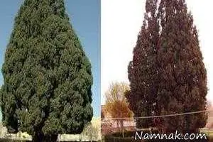 پسر نوح