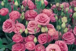 گیاه لیسیانتوس