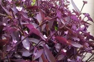 برگ بیدی بنفش