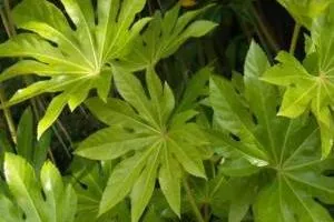 آرالیای برگ پهن